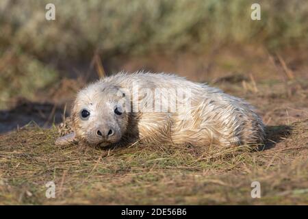 Newborn Atlantic Grey Seal Pup (Halichoerus grypus) in sand dunes Stock Photo