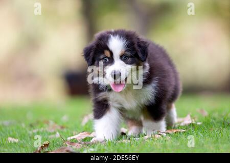 Tricolor Australian shepherd puppy on green grass. Stock Photo