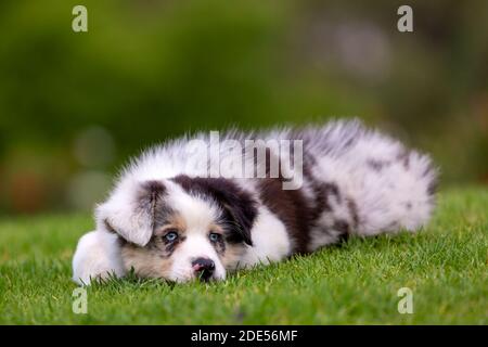 Blue merle tricolor Australian Shepherd puppy on green grass. Stock Photo