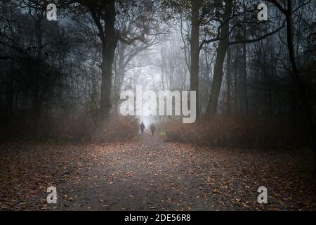 A couple with their dogs walk along a path through an ancient public woodland (Kings Wood, Corby, Nhants, England) on a foggy winter morning. Stock Photo