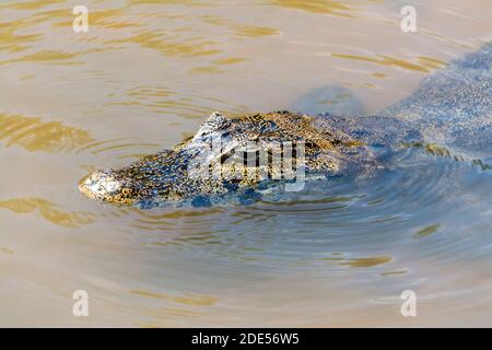 A Spectacled caiman or common caiman is a common sight along the banks ...