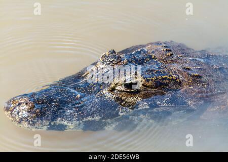 A Spectacled caiman or common caiman is a common sight along the banks ...