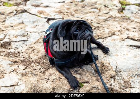 Black pug dog withred collar lying on stony ground on natural background. Close up. Copy space Stock Photo