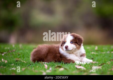 Red tricolor Australian Shepherd puppy on green grass. Stock Photo