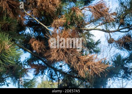 Winter brown pine and green pine needles and cone on a pine tree Stock Photo