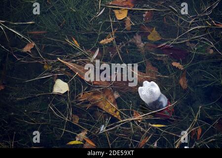 Pollution of river with plastic bottle from a soft drink and with organic waste such as old dry tree leaves and tree twigs. Environmental topic concer Stock Photo