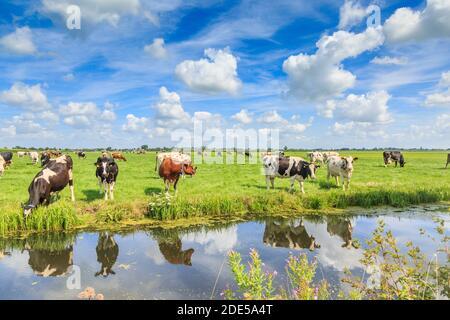 Dutch polder and meadow landscape in the summer with juicy green grass and grazing black and brown white cows against a horizon with hedgerows and far Stock Photo