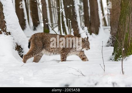 Eurasian bobcat Lynx lynx finding its path in snow-covered winter landscape Stock Photo