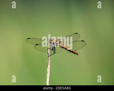A Japanese autumn darter dragonfly, sympetrum frequens, rests perched on top of a bit of dry wetland reed near a river in Sagamihara, Japan. Stock Photo