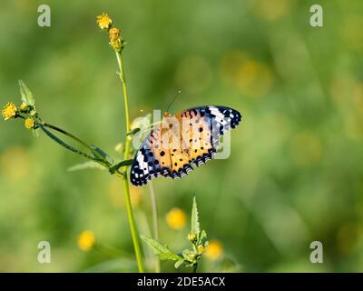 A tropical, or indian, fritillary butterfly, Argynnis hyperbius, feeding from flowers in a park in Sagamihara, Japan. Stock Photo