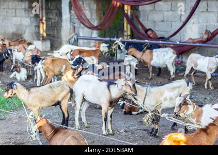 Early morning at the Padre Garcia Livestock Auction Market in Batangas, Philippines Stock Photo