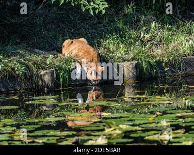 A stray cat drinks water from a pond at Sankeien Garden, Yokohama, Japan Stock Photo