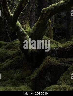 Dead oak tree covered in moss in forestry plantation, near Kentra, Ardnamurchan, Lochaber, Highland, Scotland Stock Photo