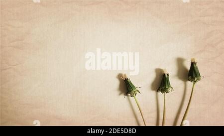 Three closed dandelion flowers on the old brown paper. Retro art card Stock Photo