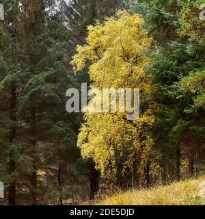 Silver Birch tree on the edge of a forestry plantation, Glen Lyon, Perth and Kinross, Scotland. Stock Photo