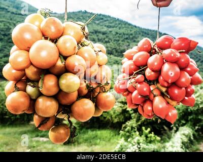 two types of yellow and red tomatoes, organized in clusters, taken up close in the open air in the green of nature Stock Photo