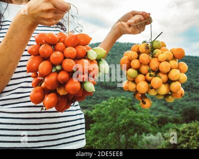 two types of yellow and red tomatoes, organized in clusters, taken up close and kept by the hands of an Italian woman in the open air in the green of Stock Photo