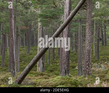 A lean Scots Pine tree trunk, Ballochbuie Forest, near Braemar, Deeside, Aberdeenshire, Scotland.  Cairngorms National Park. Stock Photo