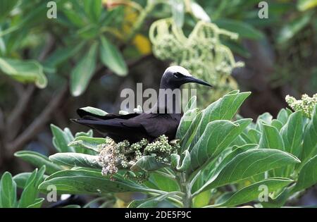 Black Noddy, anous minutus, Adult standing on Branch, Australia Stock Photo