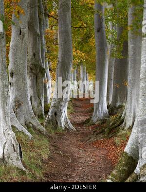 Beech trees and path, near Tarland, Aberdeenshire, Scotland.  Known locally as the 'double beeches' these trees are unusual shelter belts. Stock Photo