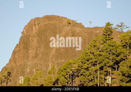 Cliff of the Morro del Visadero and forest of Canary Island pine Pinus canariensis. Reserve of Inagua. Tejeda. Gran Canaria. Canary Islands. Spain. Stock Photo