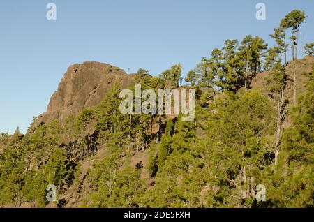 Cliff of the Morro del Visadero and forest of Canary Island pine Pinus canariensis. Reserve of Inagua. Tejeda. Gran Canaria. Canary Islands. Spain. Stock Photo