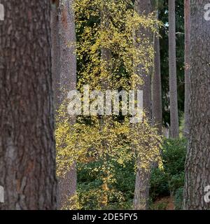 Silver Birch tree in autumn colours and pine tree trunks, near Dinnet, Aberdeenshire, Scotland. Stock Photo