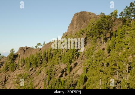 Cliff of the Morro del Visadero and forest of Canary Island pine Pinus canariensis. Reserve of Inagua. Tejeda. Gran Canaria. Canary Islands. Spain. Stock Photo