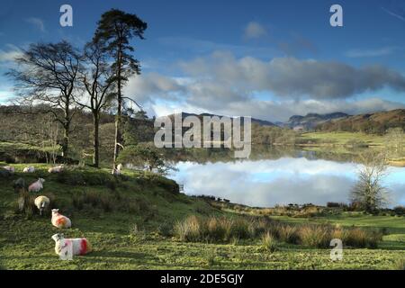 Loughrigg Tarn and Langdale Pikes from Loughrigg Fell, English Lake District National Park, UK Stock Photo