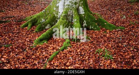 Beech tree trunk and moss covered roots surrounded by fallen autumn leaves, near Logie, Moray, Scotland Stock Photo