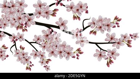Vector realistic isolated illustration on white background, sakura blooming branch with flowers. Stock Vector