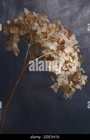 Dried hydrangea flowers close up Stock Photo