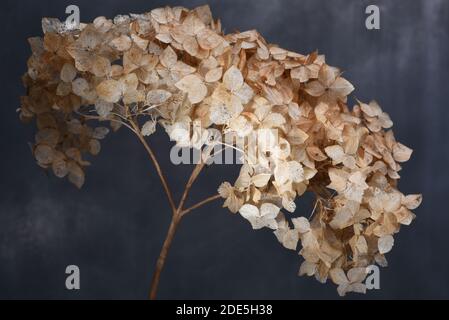 Dried hydrangea flowers close up Stock Photo