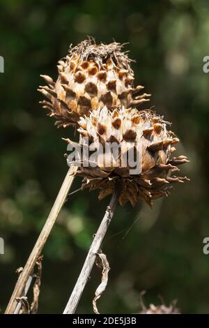 Globular brown autumn seed heads of the giant cardoon thistle, Cynara cardunculus Stock Photo