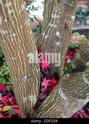 Cream and brown striped bark of the Japanese maple, Acer palmatum 'Bloodgood', amongst it's red autumn leaves Stock Photo