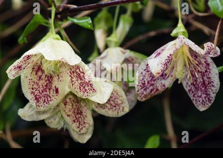 Red spotted cream dangling bells of the winter flowering hardy evergreen climber, Clematis cirrhosa var. purpurascens 'Freckles' Stock Photo