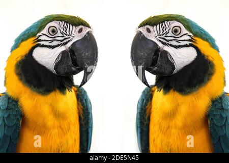 Pair of blue and yellow macaw parrots looking at each other reflection Stock Photo