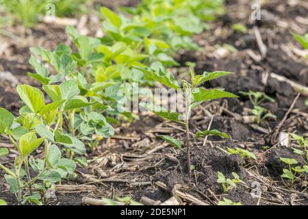 Common cocklebur weed growing in rows of soybean field. Concept of agricultural weed control and management with herbicide and cultivation methods Stock Photo