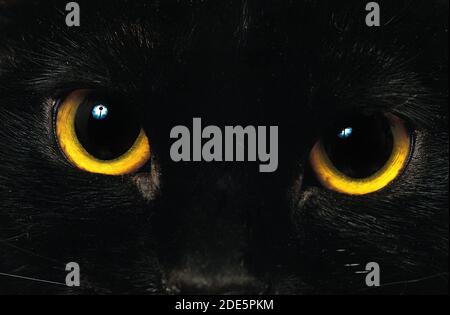 Bombay Domestic Cat, Close-up of Eyes w Stock Photo