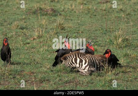 Southern Ground Hornbill, bucorvus leadbeateri, Group on a Kill, a Zebra Carcass, Masai Mara Park in Kenya Stock Photo