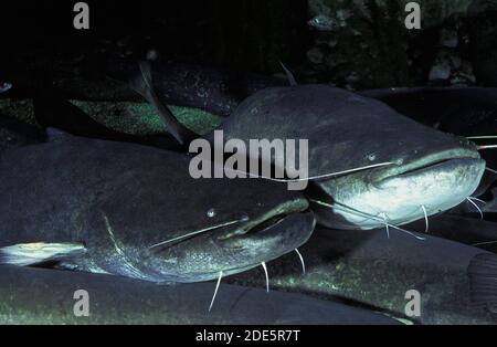 Wels Catfish, silurus glanis, Group of Adults Stock Photo