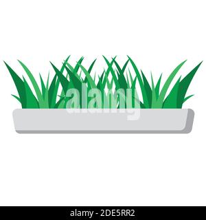 fresh grass grows in indoor white long pot isolated. Stock Vector