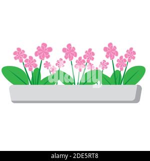 delicate pink spring flowers growing in a indoor white long pot. Stock Vector