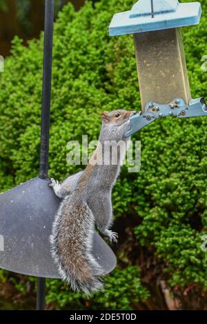 Squirrel on bird feeder - eastern gray squirrel - Sciurus carolinensis -  - funny animal squirrel hanging from squirrel proof bird feeder Stock Photo