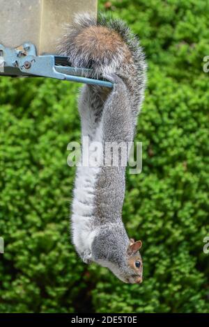 Squirrel on bird feeder - eastern gray squirrel - Sciurus carolinensis -  - funny animal squirrel hanging from squirrel proof bird feeder Stock Photo