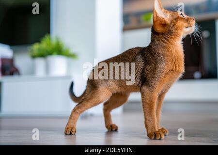 A funny Abyssinian kitten playing on the floor in the living room. Stock Photo