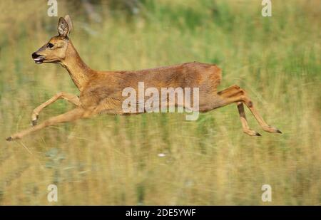 Roe Deer, capreolus capreolus, Female running through Long Grass Stock Photo
