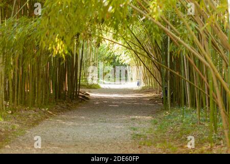 Path through bamboo grove Stock Photo