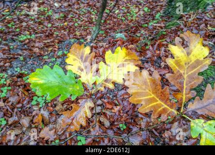 Colorful autumn leaves fallen on the ground. Stock Photo