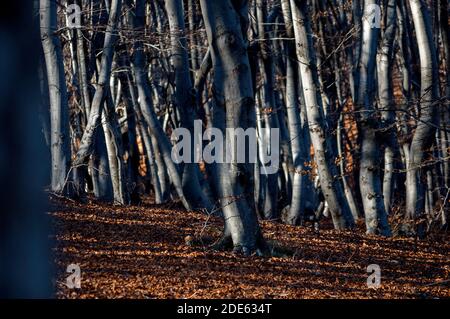 Play of shades and sun light in a dense forest in autumn. Thick carpet of autumn leaves on the ground. Stock Photo